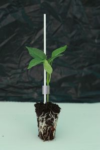 Grafted Green Chilli Plant