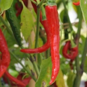 Grafted Red Chilli Plant