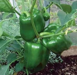 Grafted Green Capsicum Plant