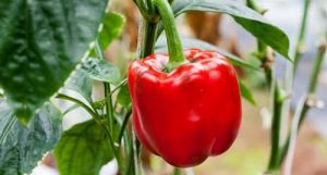 Grafted Red Capsicum Plant