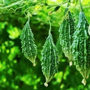 Grafted Bitter Gourd Plant
