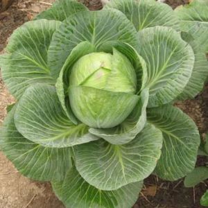 Grafted Cabbage Plant