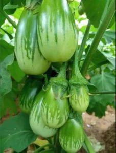 grafted brinjal plant