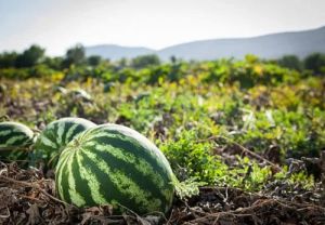 Grafted Watermelon Plant