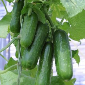 Grafted Cucumber Plant
