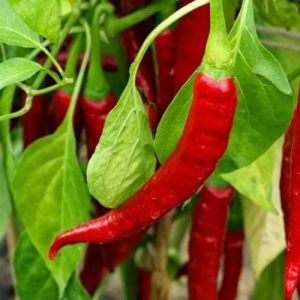 Grafted Red Chilli Plant