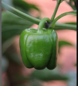Grafted Green Capsicum Plant