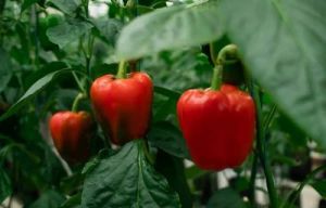 Grafted Red Capsicum Plant