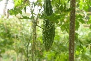 Grafted Bitter Gourd Plant