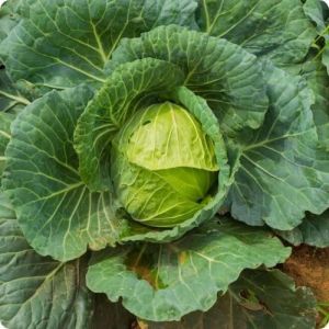 Grafted Cabbage Plant