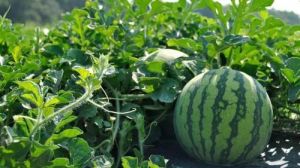 Grafted Watermelon Plant