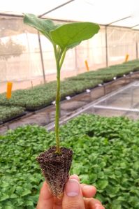 grafted brinjal plant
