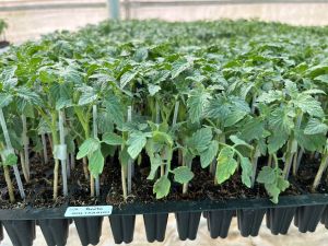 Grafted Tomato Plant