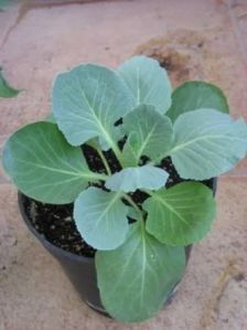 Grafted Cabbage Plant