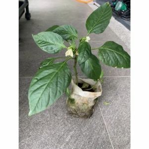 Grafted Red Capsicum Plant