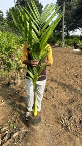 Arecanut plants