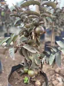 Black Guava Plants