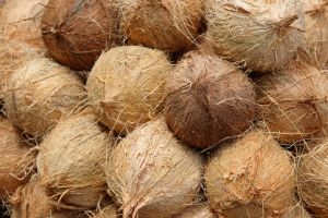 A Grade Solid Semi Husked Coconut