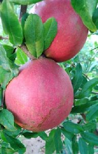 pomegranate fruit