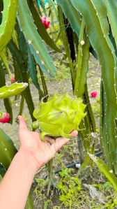 dragon fruit plant