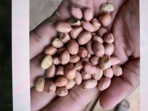 Groundnut Seeds