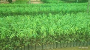 Sandalwood Plants