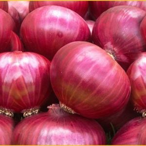 Red Onion