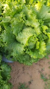 Lettuce iseburge bowl