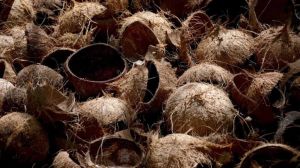 Coconut Shell