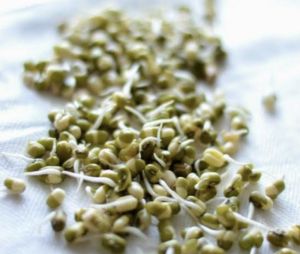 Green Mung Bean