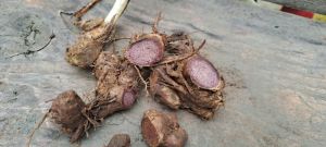 Fresh Black Ginger