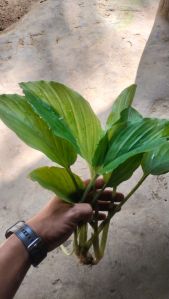 Fresh Black Ginger