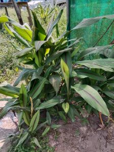 Fresh Black Turmeric
