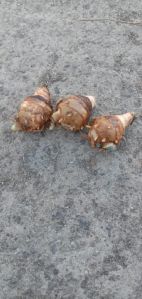 Fresh Black Turmeric