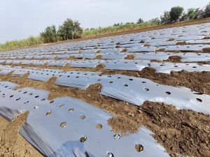Mulching Rolls
