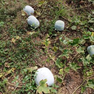 Fresh Ash gourds