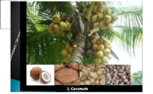 Coconut