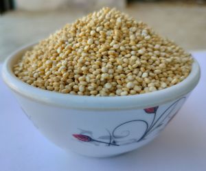 Bold White Quinoa Seeds