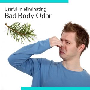 Pine Needle Essential Oil