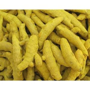 Curcuma Longa Turmeric Finger