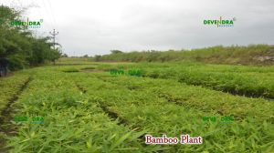 Bamboo Plant