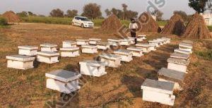 Bee Hive for Sale / Bee Colony / Bee Box - Live Stock