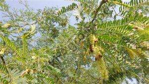Acacia Honey