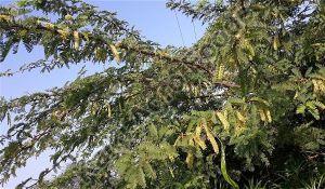 Acacia Honey
