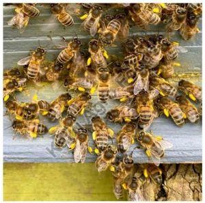 Mustard Bee Pollen