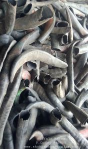 Natural Buffalo Horn