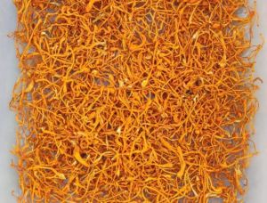 Cordyceps militaris mushroom