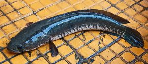 Fresh Murrel Fish