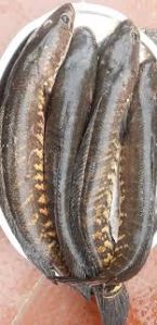 murrel fish