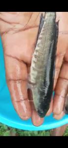 murrel fish